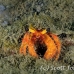 crab_hermit_bu_mb_h_0127_png2460.jpg